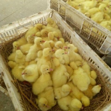 鹅苗250g