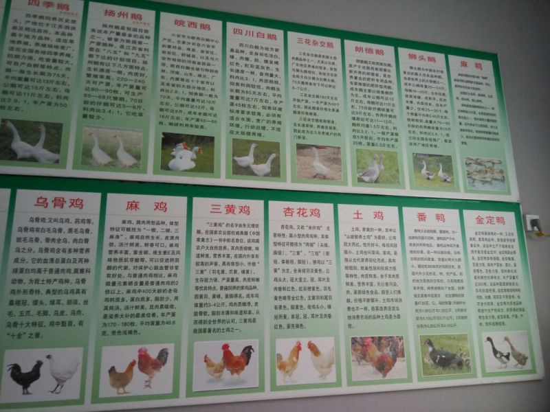 鹅苗250g以下