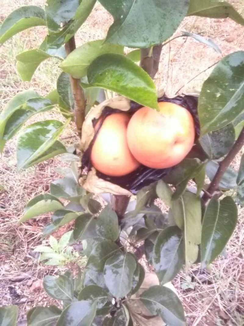 黄金梨200~250g纸加膜
