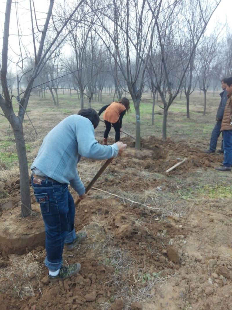 河南鄢陵红叶李生产基地