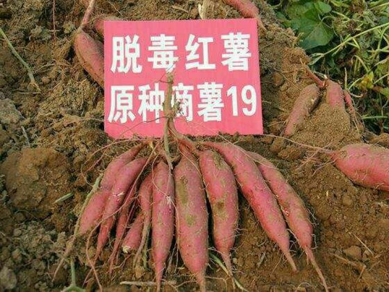 紫薯苗，澳洲紫白，玛莎莉薯苗，蜜薯苗，西瓜红，栗子香