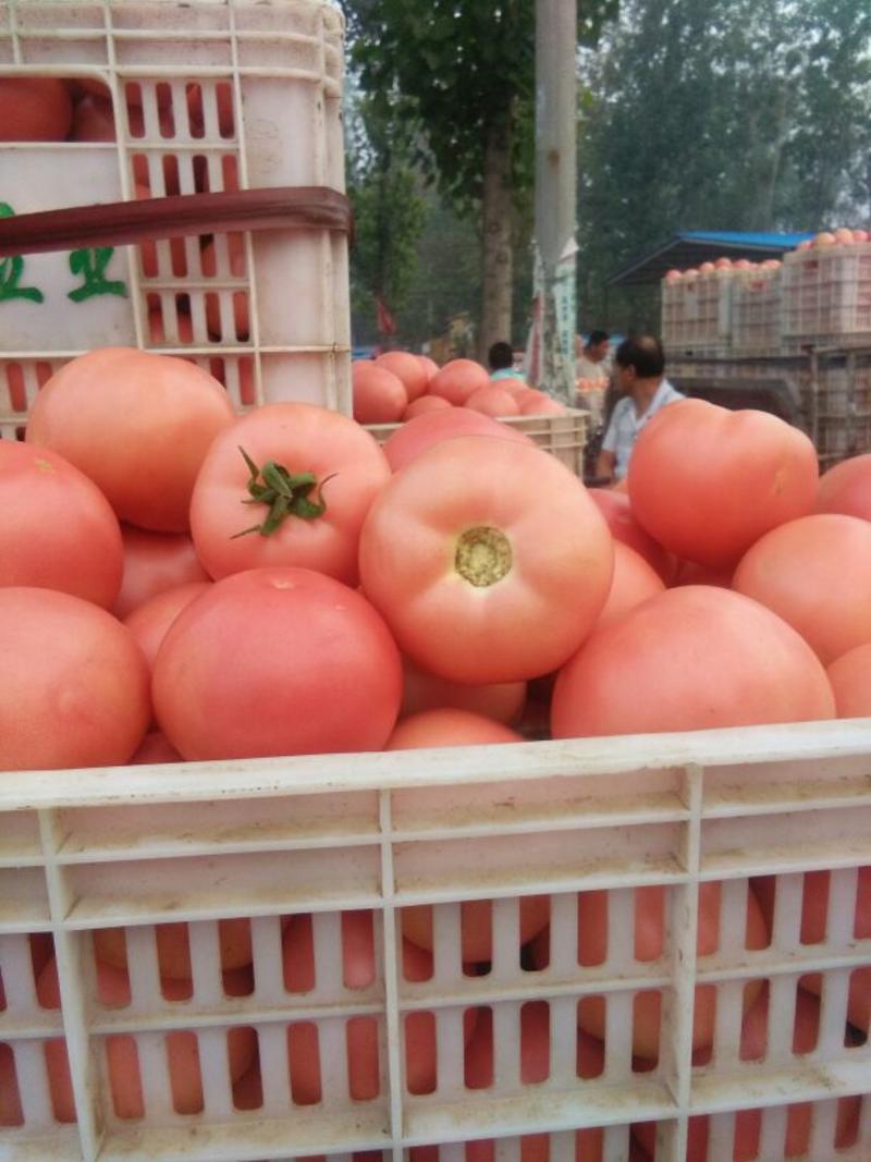 瑞星西红柿弧三以上硬粉，产地西红柿，专共电商，团购，