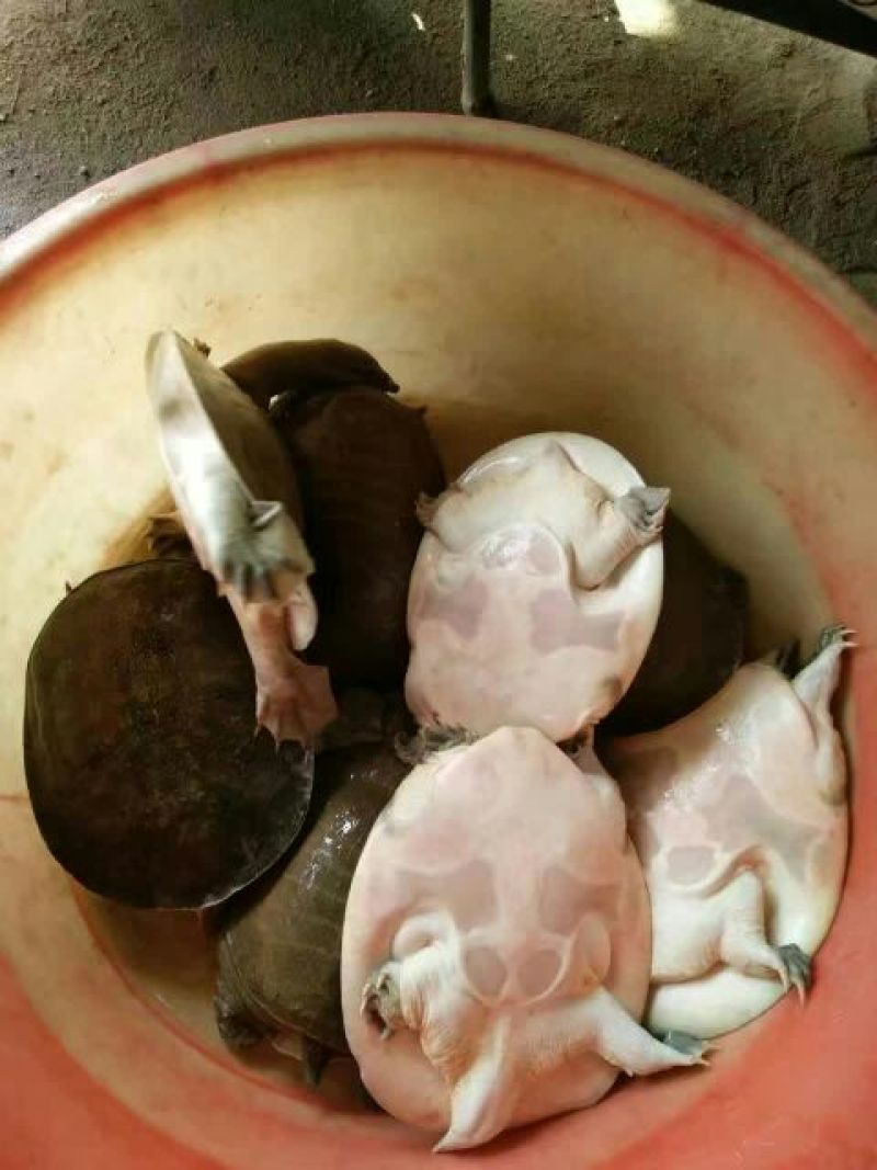 黄沙鳖2.5~3斤
