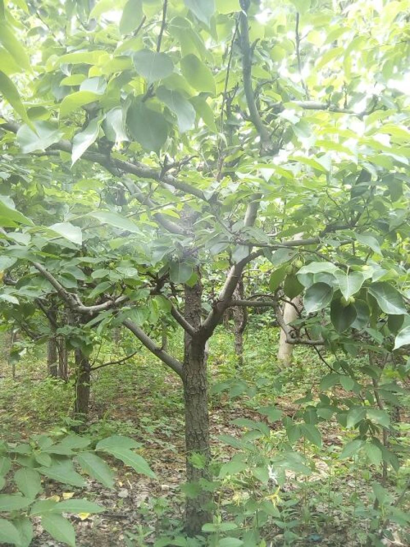 梨树10~12cm