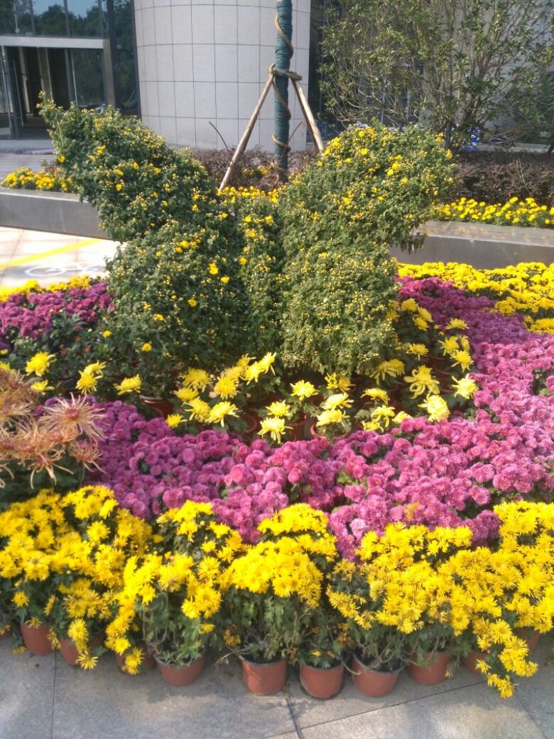 野菊花统货