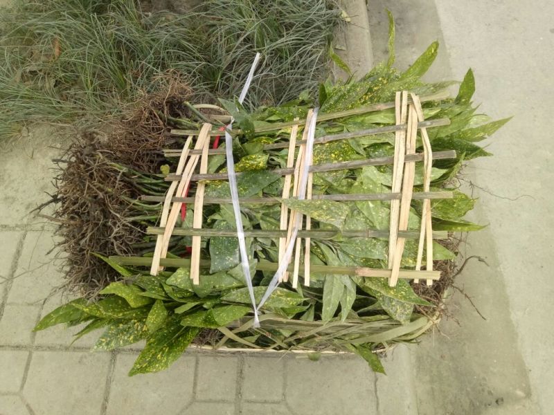 青珊瑚