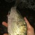 方正银鲫食用