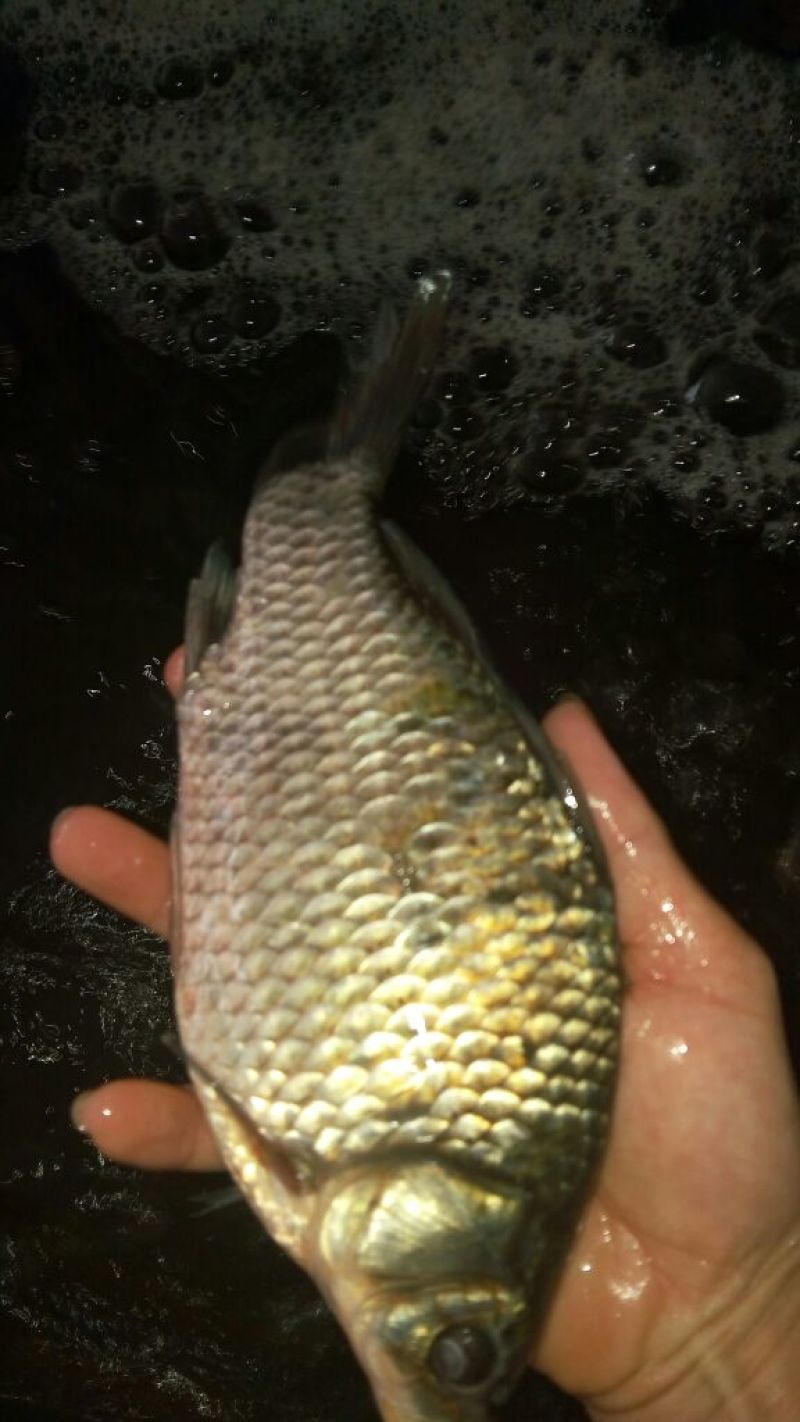 方正银鲫食用
