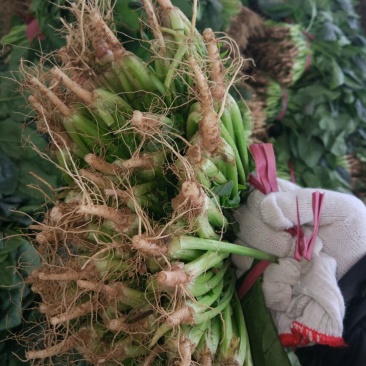 菠菜20~25厘米