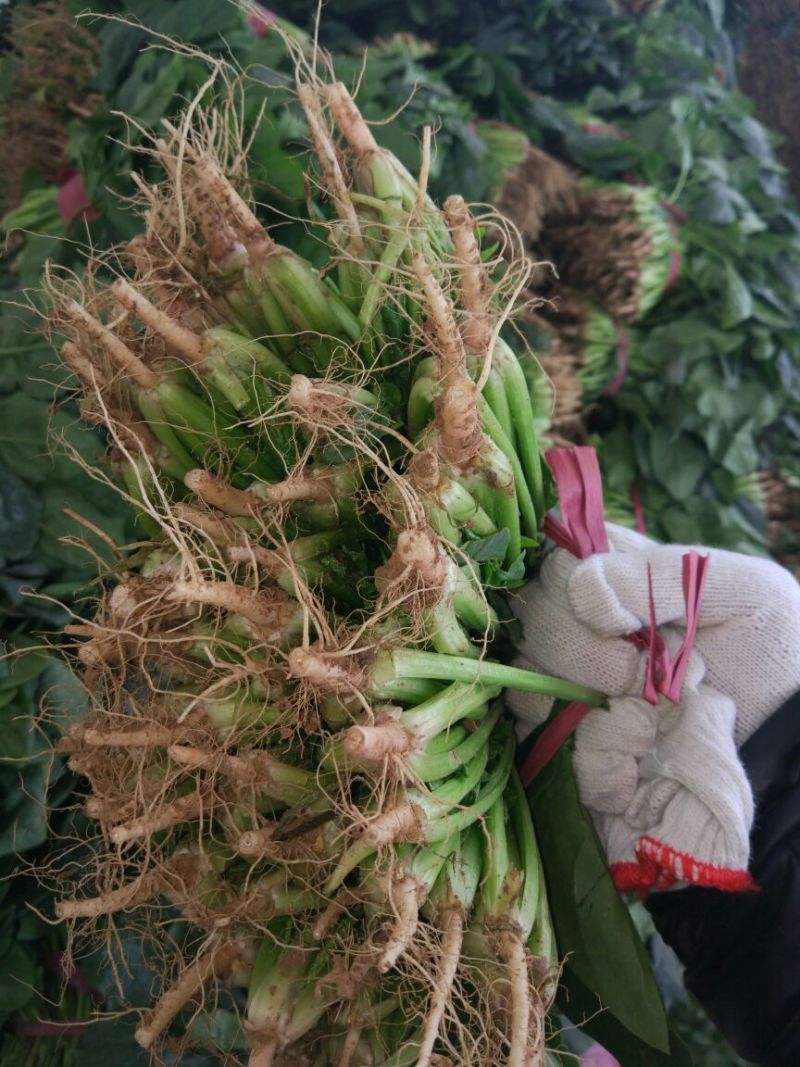 菠菜20~25厘米