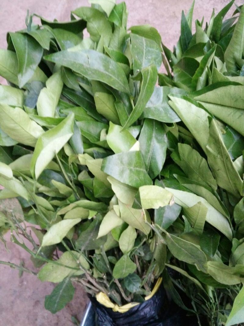 沃柑苗