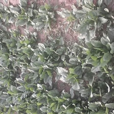 大叶菠菜30~35厘米