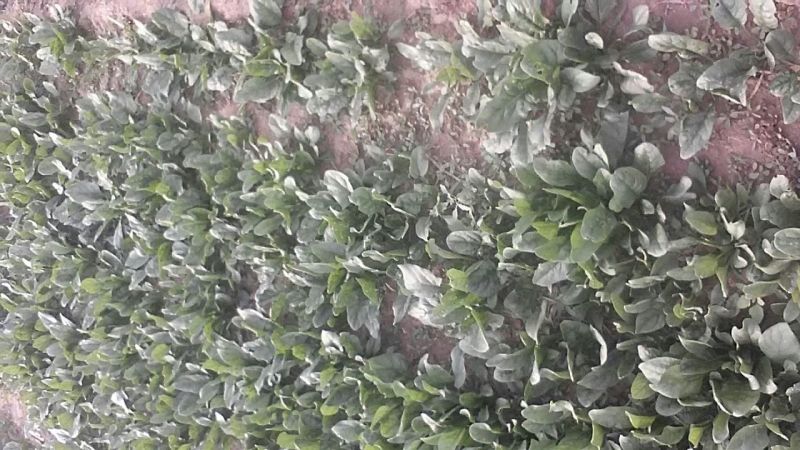 大叶菠菜30~35厘米