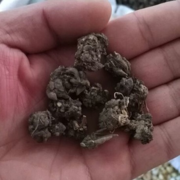 猫爪草