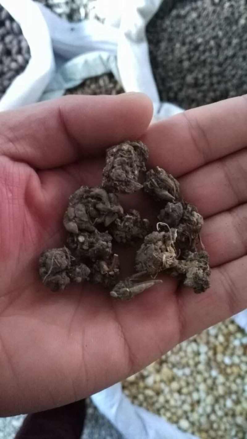 猫爪草