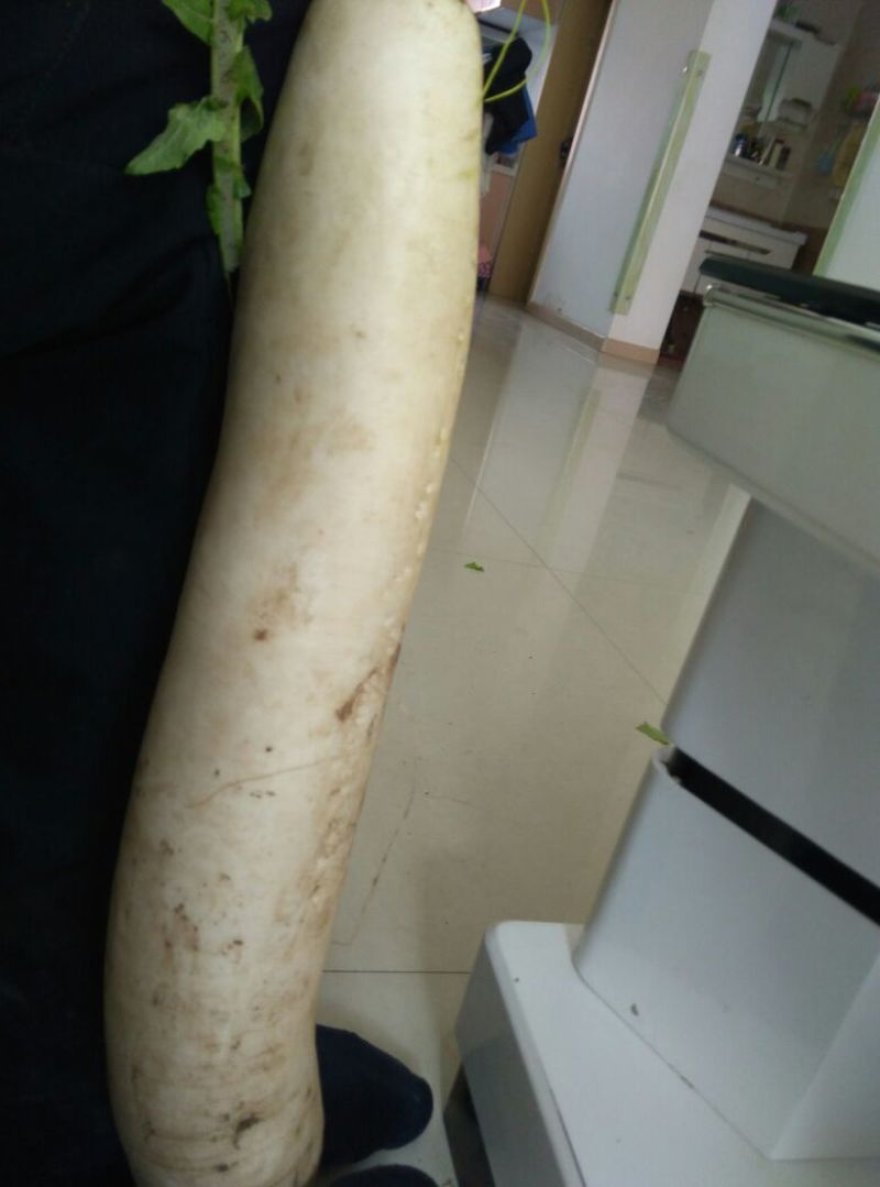 白萝卜2~2.5斤起