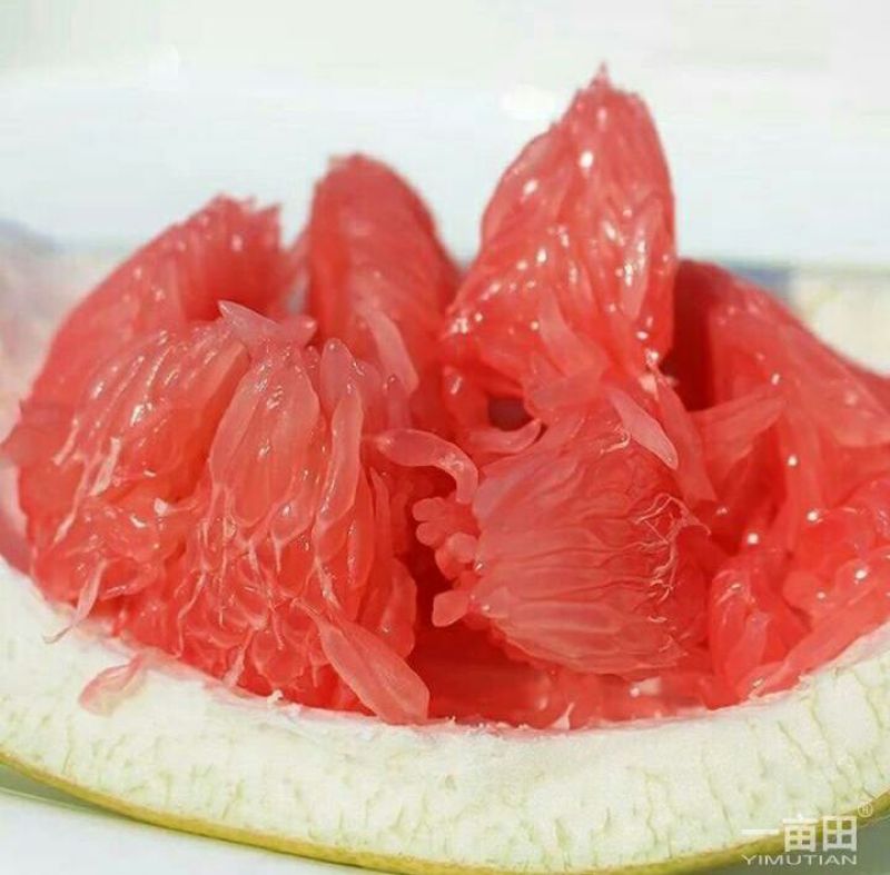 红肉蜜柚苗0.5~0.8cm0.5~0.8m