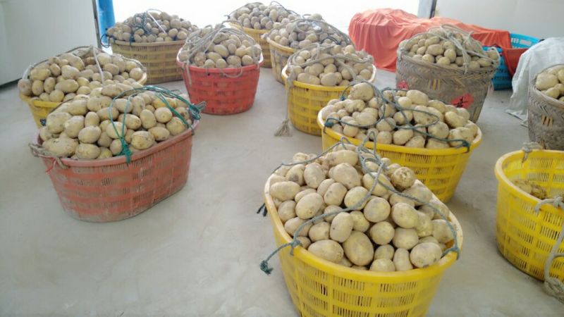 新土豆兴佳2号黄皮黄心专业代办产地直供