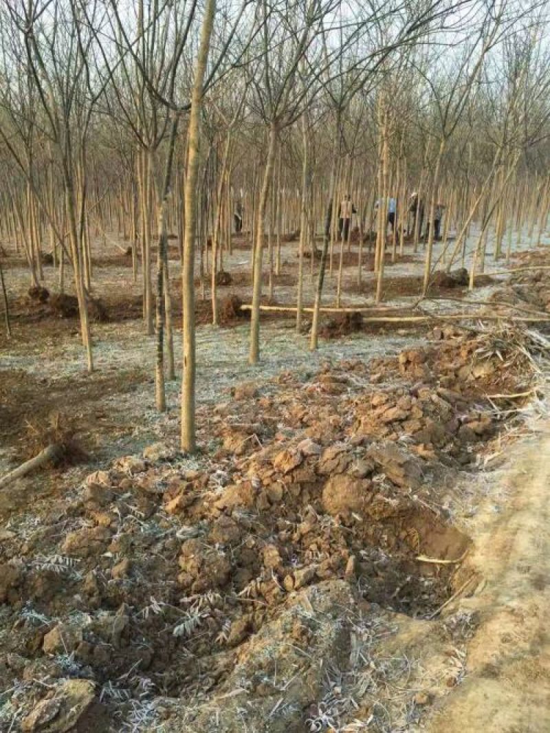 红叶碧桃10~12cm1.5~2米