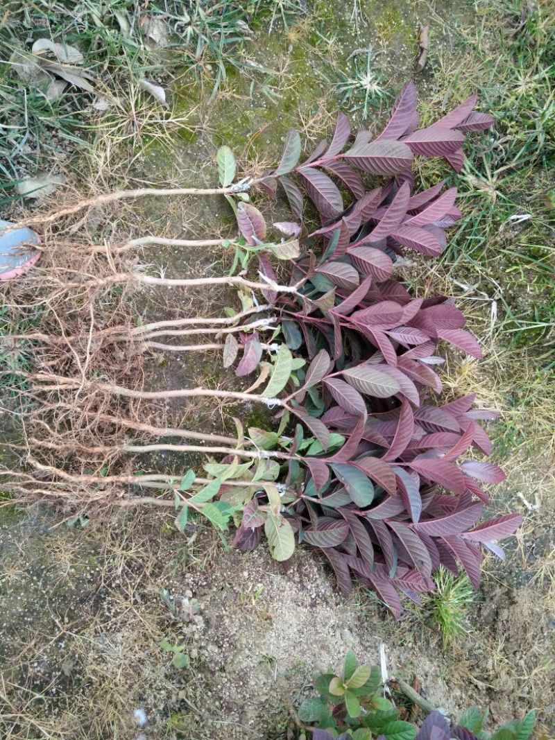 番石榴苗50~80cm
