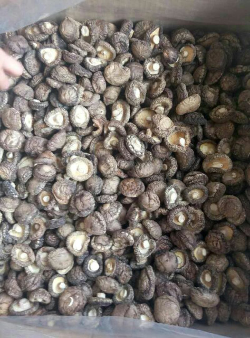 干香菇3cm以上