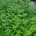 花椒苗无刺花椒树嫁接专用砧木臭椒八月椒提供嫁接技术