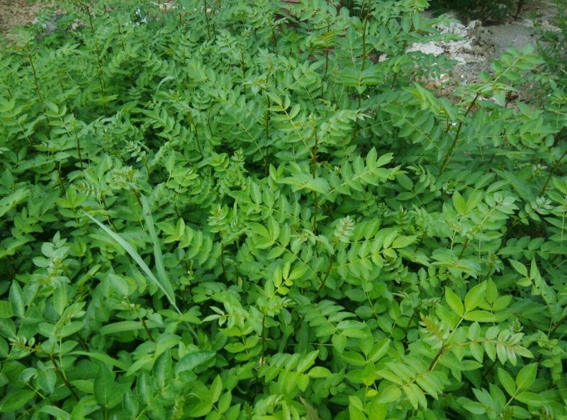 花椒苗无刺花椒树嫁接专用砧木臭椒八月椒提供嫁接技术