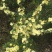 土蜂蜜5斤