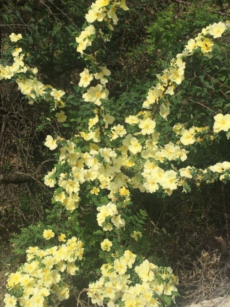 土蜂蜜5斤