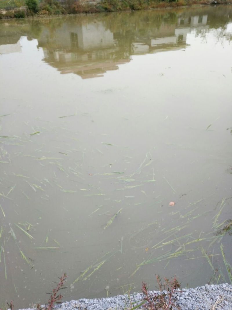 池鲤鱼食用1~2公斤
