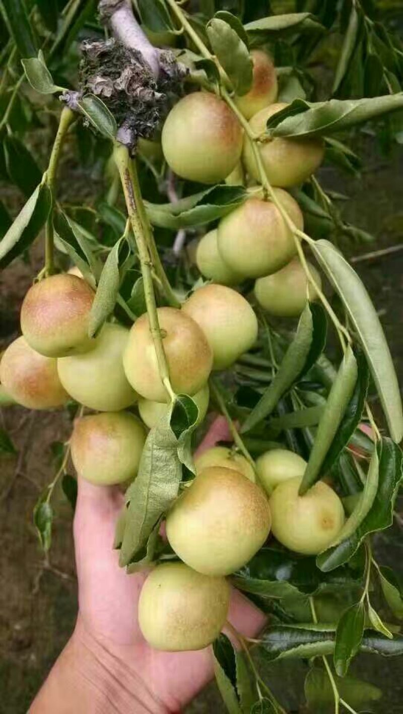 冬枣拐一
