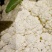 【优】白花菜花紧花乳白产地直发质量保证欢迎采购