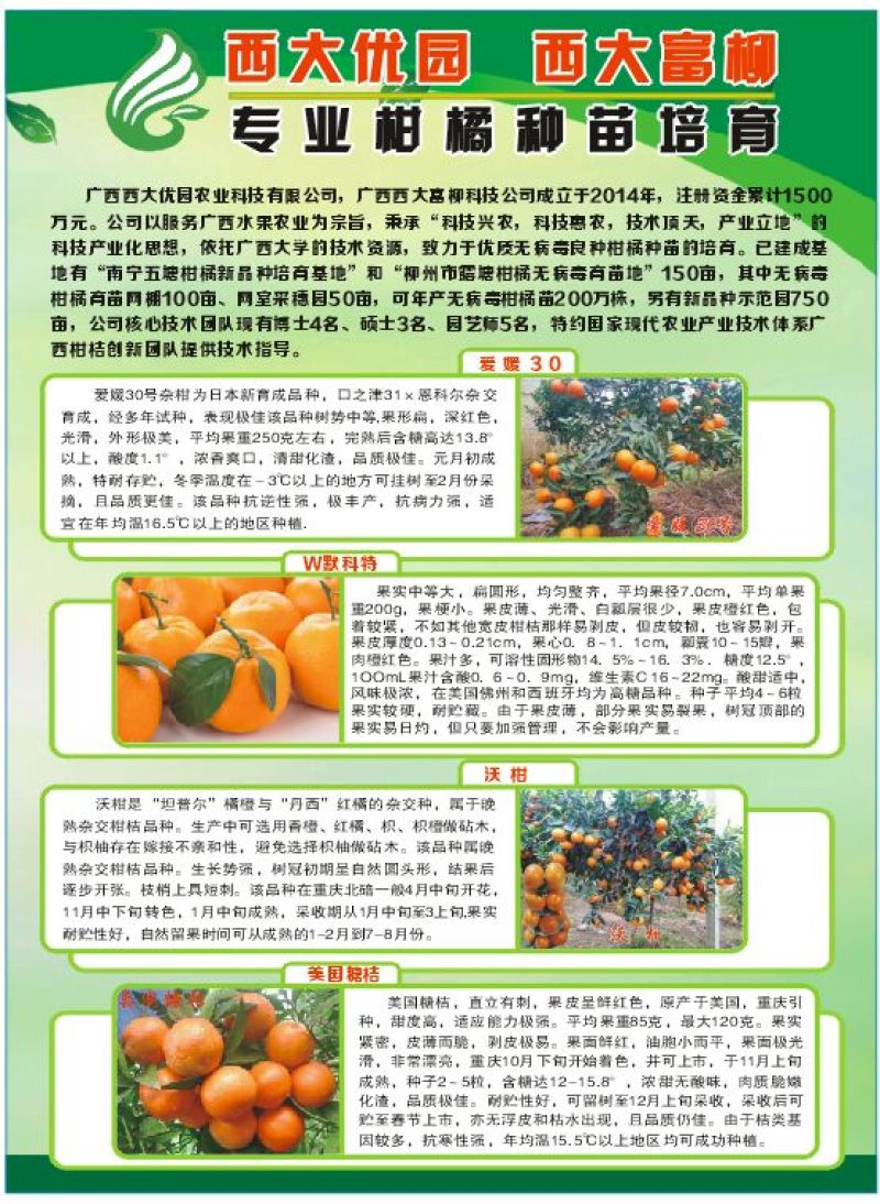 默科特果苗80~120cm