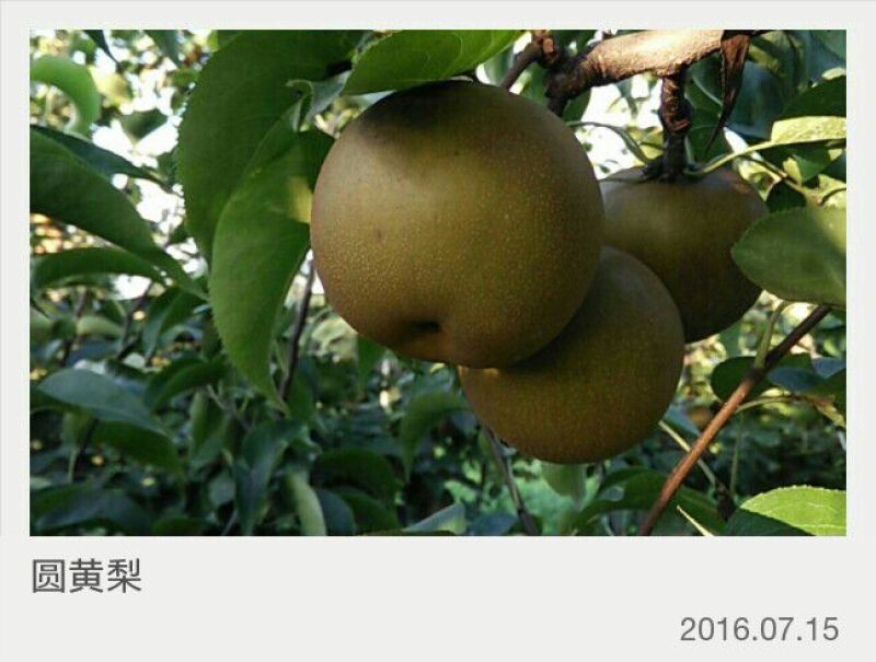 圆黄梨，湖北沙梨基地直供