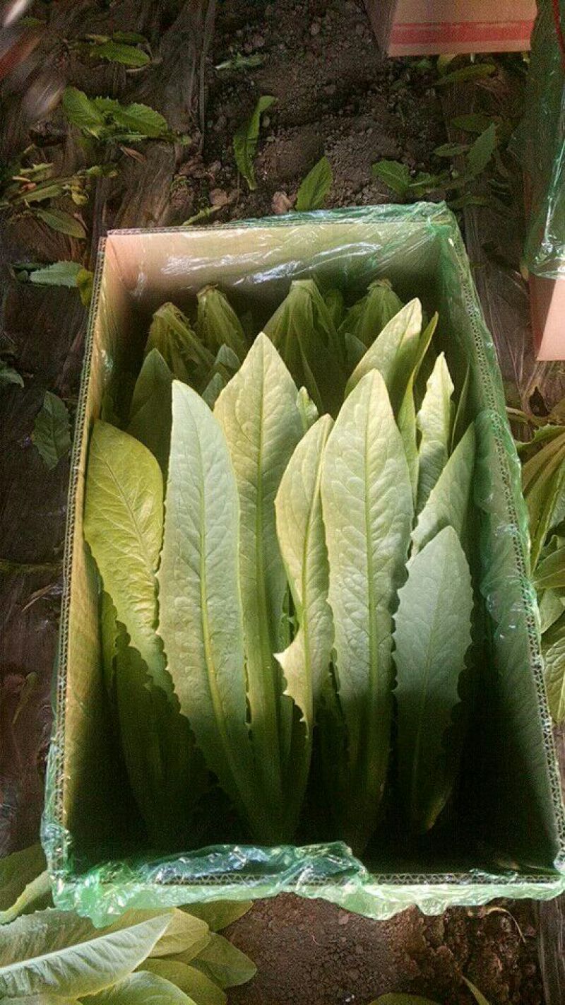油麦菜30~35厘米以上