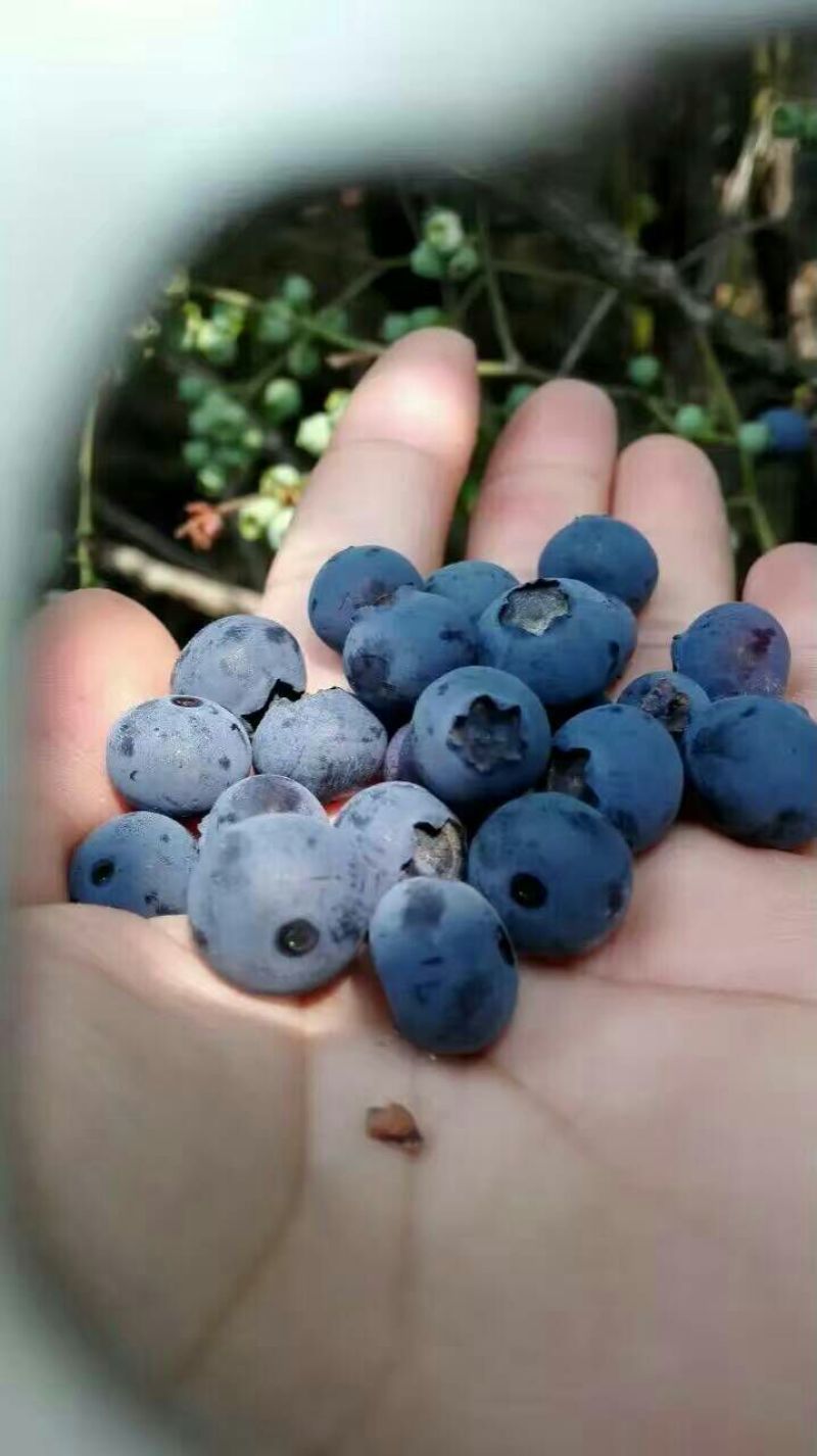 蓝丰蓝莓鲜果8~10mm以上