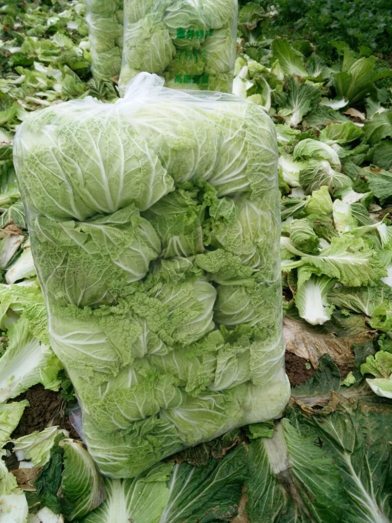 优选湖北基地扁包菜，大量有货质优价廉一手货源现砍现发品质
