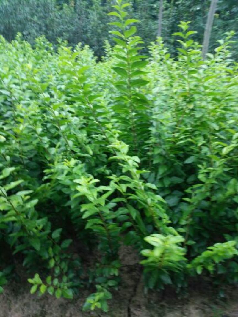【推荐】金叶女贞苗河南基地发货绿化苗木品质好
