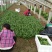 越冬菠菜15~20厘米