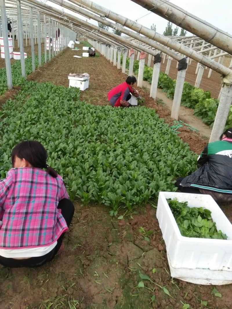 越冬菠菜15~20厘米
