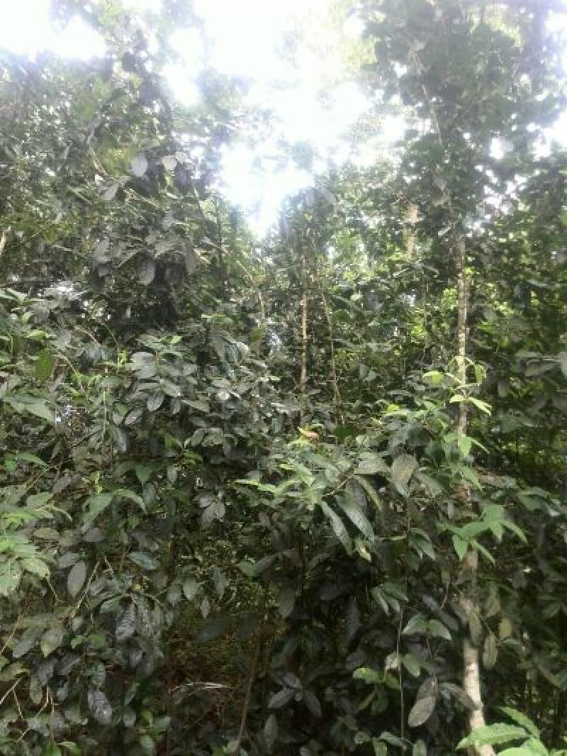 百年大树茶三级