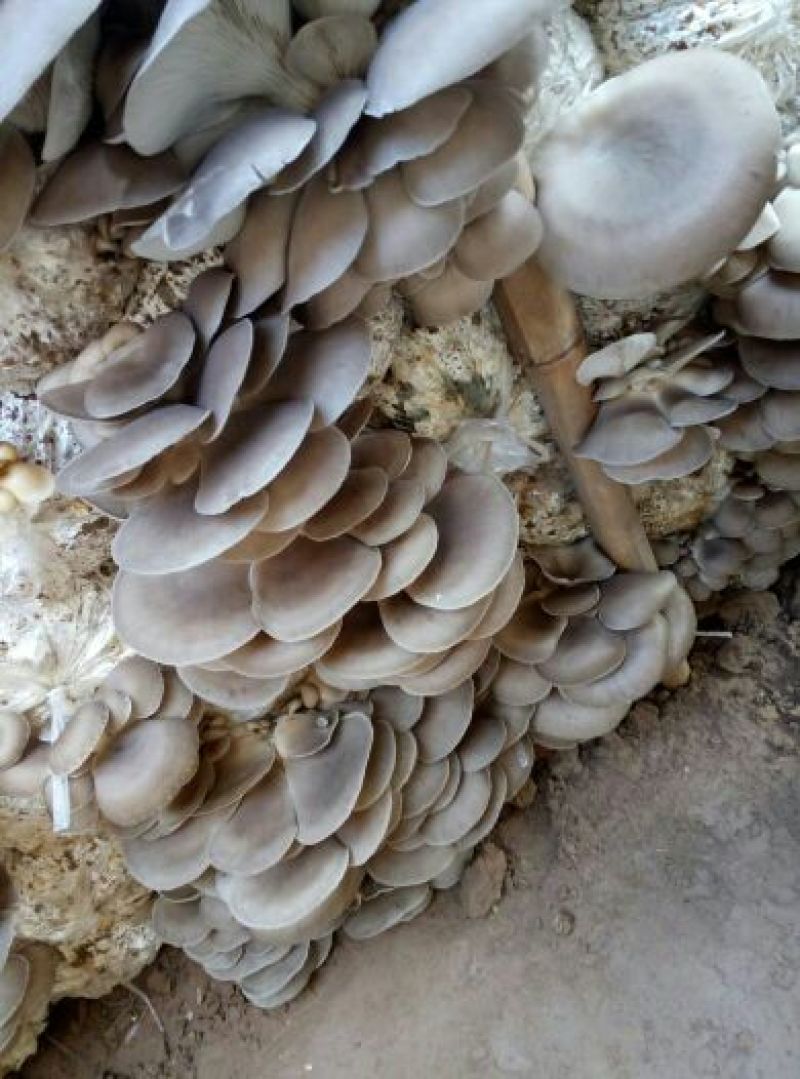 河北邯郸鲜平菇精选货源产地直销价格实惠
