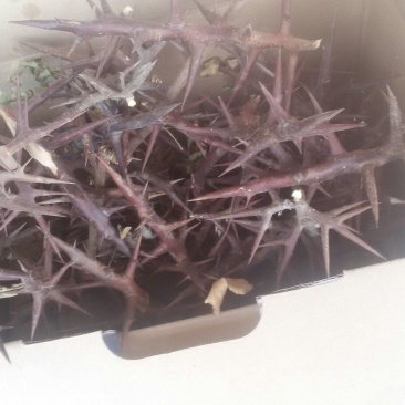 大叶女贞4cm以下