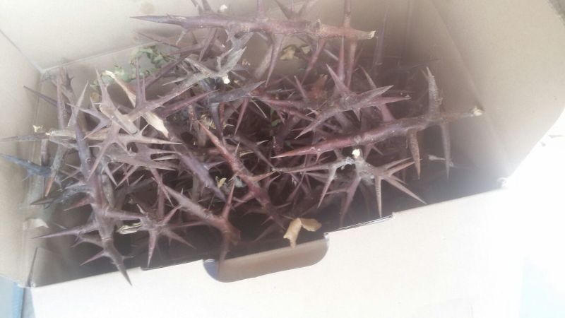 大叶女贞4cm以下