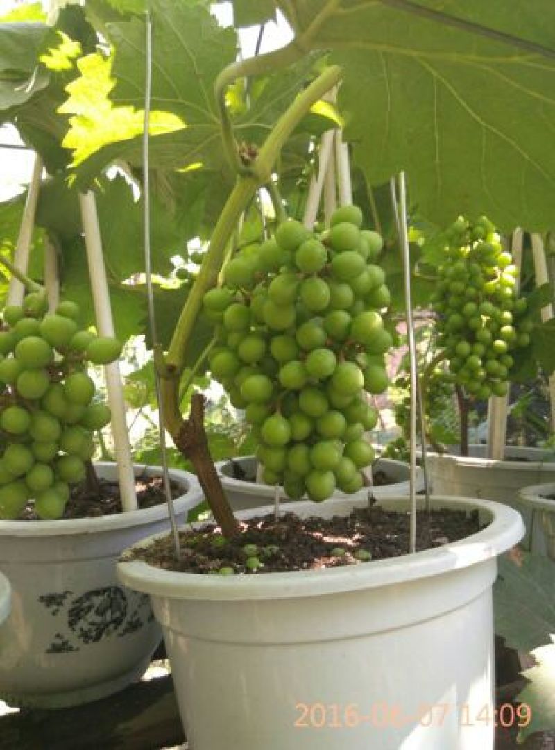 盆栽葡萄80~100cm
