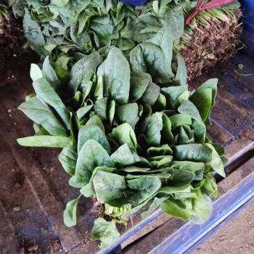 越冬菠菜10~15厘米