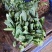 越冬菠菜10~15厘米