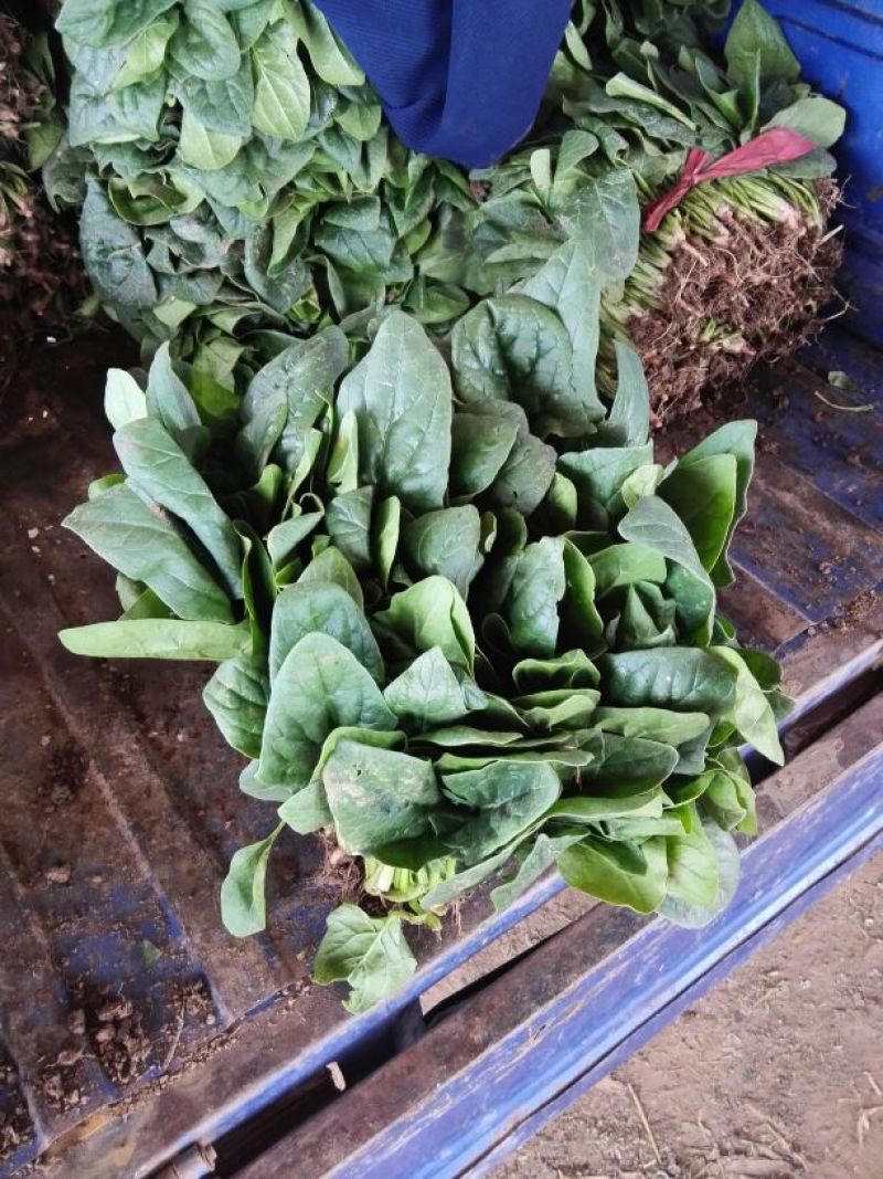 越冬菠菜10~15厘米