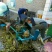 薄皮核桃30mm以上去皮干