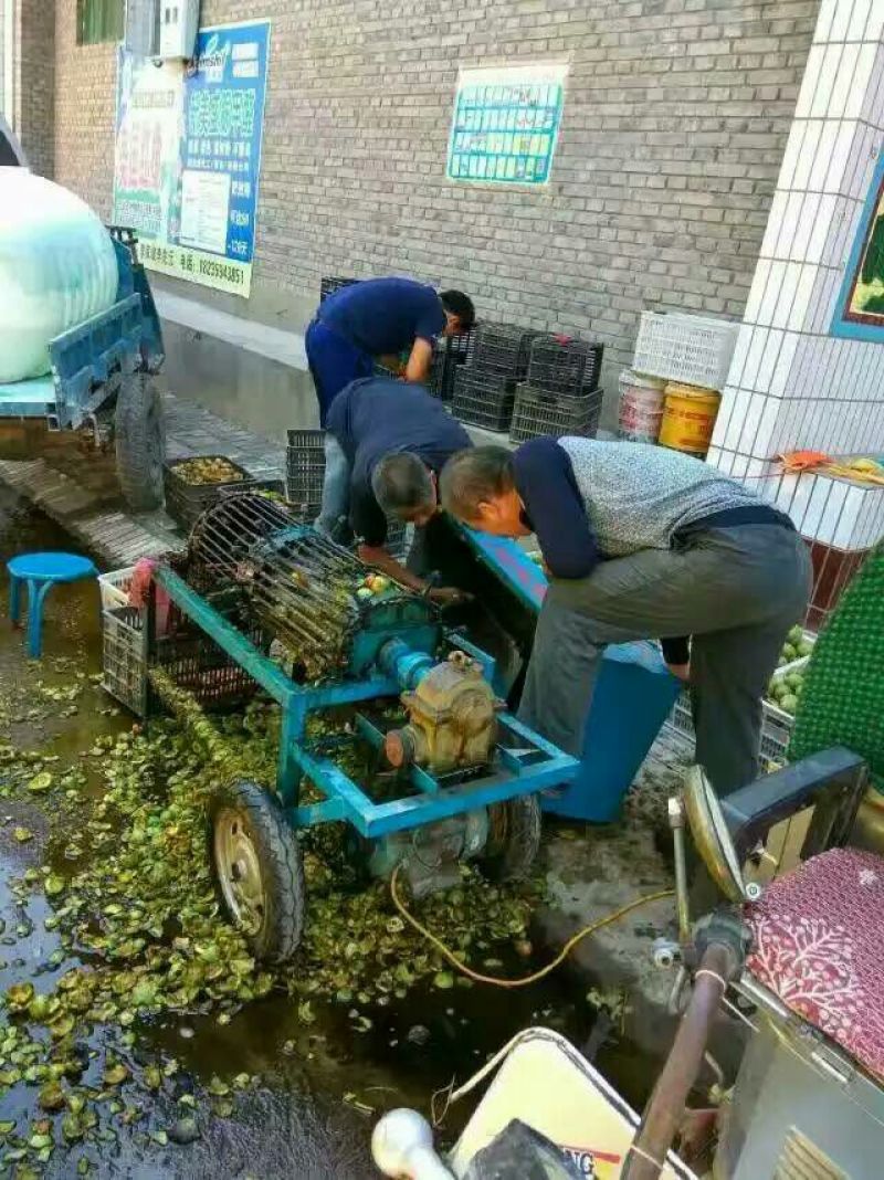 薄皮核桃30mm以上去皮干